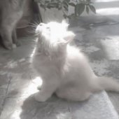 Juno