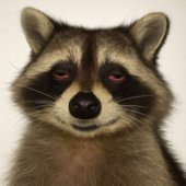 Don Weasel