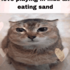 FinnTheBee