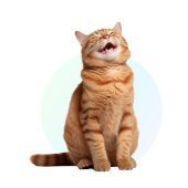 Kat