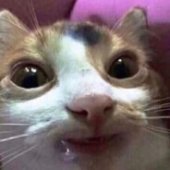 highasscat